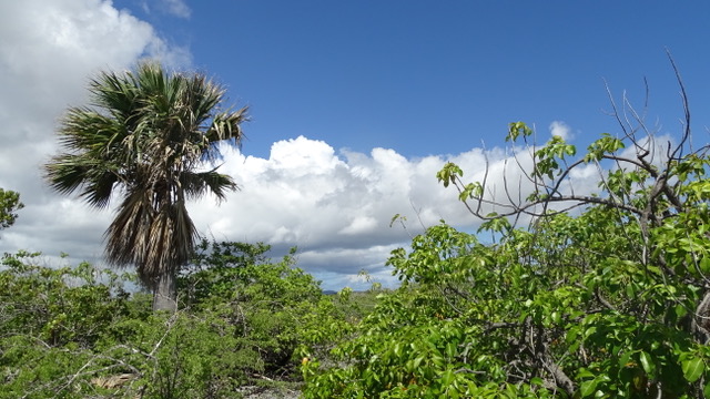 Onderzoek naar vegetatieontwikkeling op de Nederlandse Caribische eilanden 