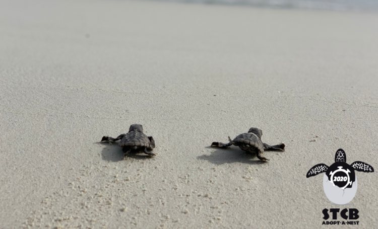 Dit jaar 27 procent meer zeeschildpaddennesten op Bonaire en Klein Bonaire