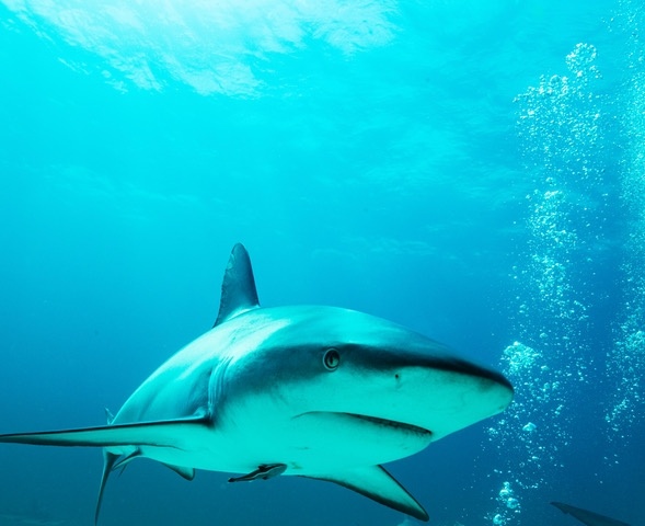 Haaien met gevaarlijk hoge niveaus van zware metalen in het Caribisch gebied gevonden