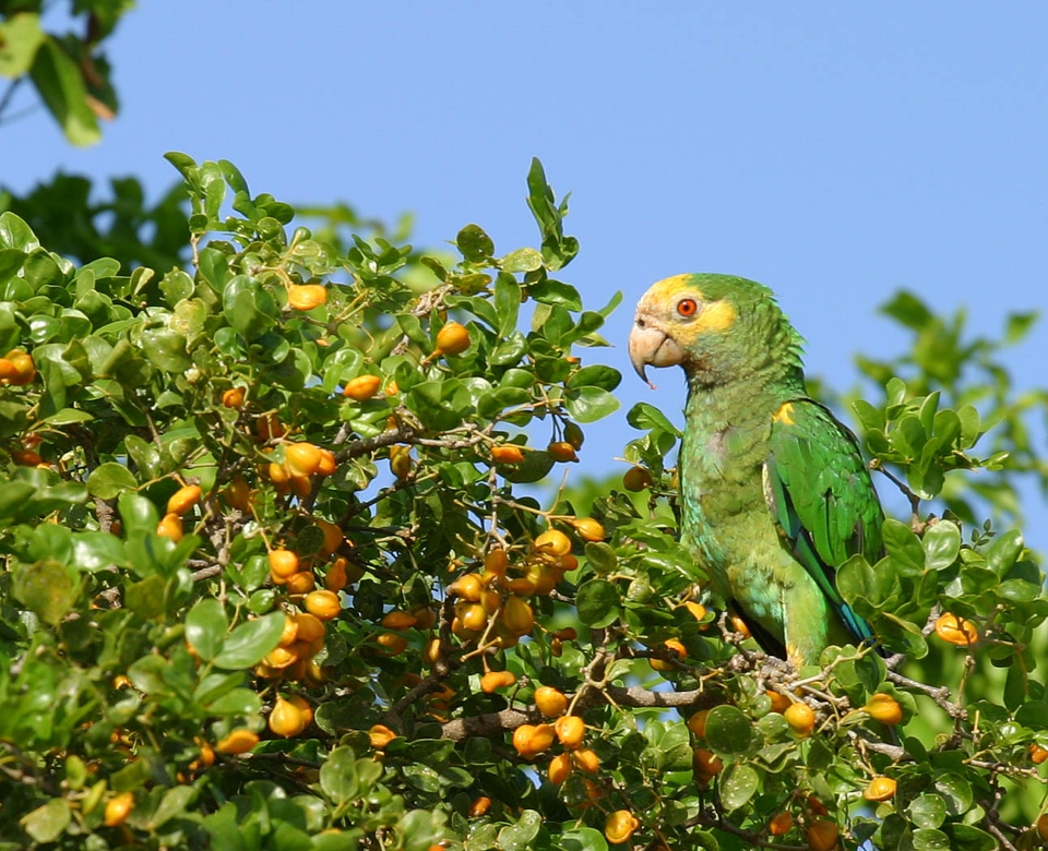 Bonaire telt 995 lora's