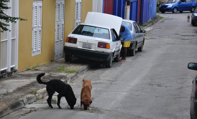 Wet op Dierenwelzijn op Curaçao aangenomen