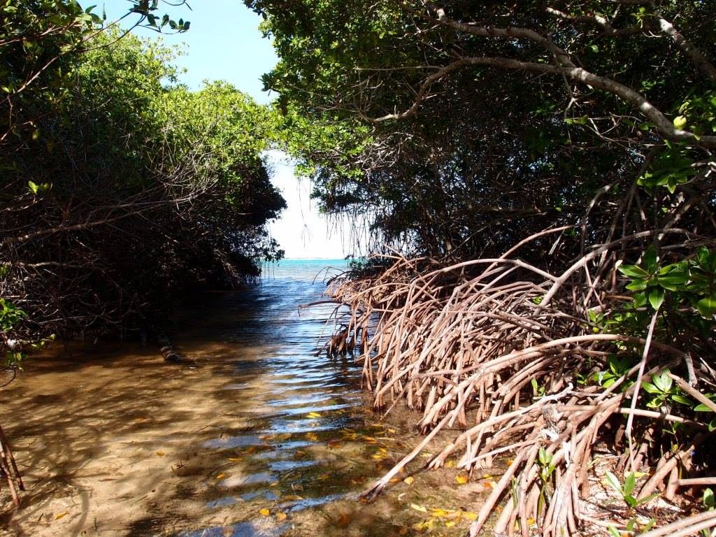 Mangrovebossen Bonaire verkleinen ecologische voetafdruk