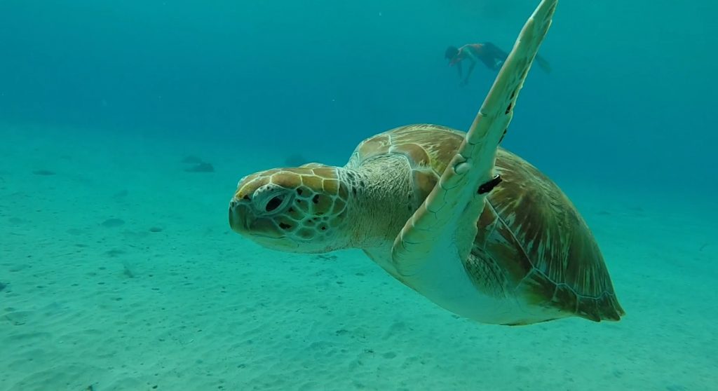 Zorgen over bouwplan op Bonaire in kwetsbaar koraalrif