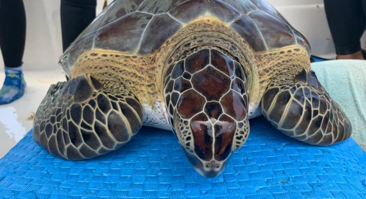 Sea Turtle Conservation Bonaire brengt zeeschildpadden in kaart
