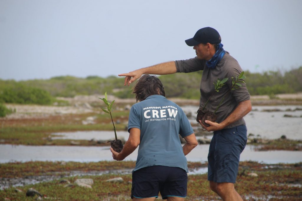Vrijwilligers zetten honderden mangroveplantjes uit op Bonaire