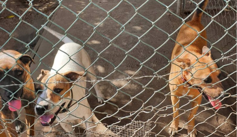 Crowdfunding actie voor nieuwe hondenkennel voor asiel Sint-Eustatius