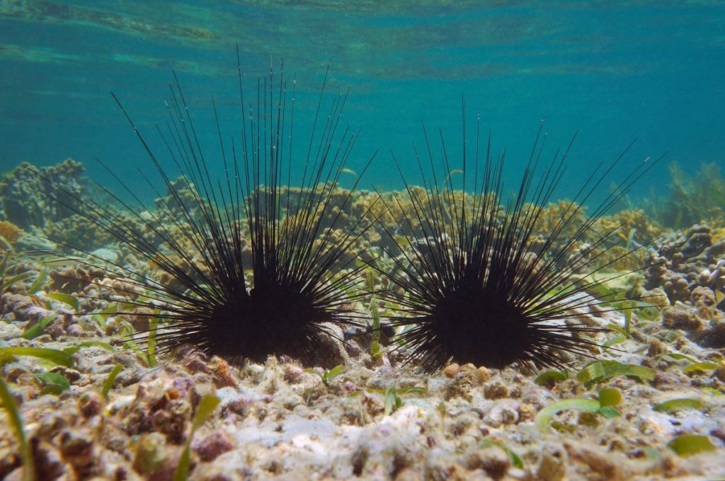 Eerste gekweekte zee-egels in Caribisch gebied doorbraak voor herstel koraalrif